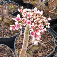 Darmera peltata 